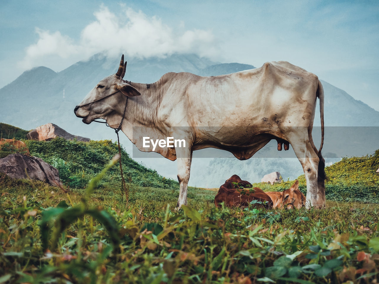 Cows in a field