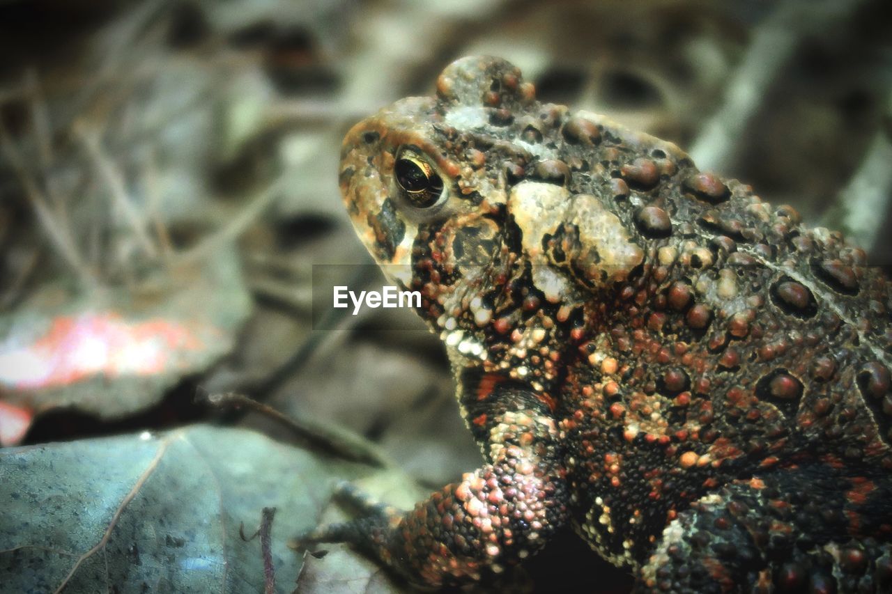 CLOSE-UP OF A LIZARD ON LEAF