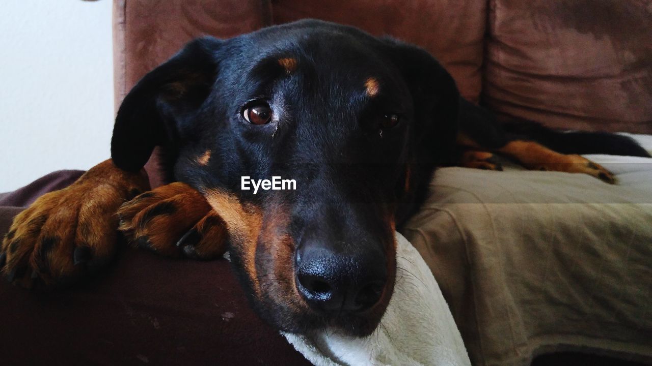 Close-up of beauceron lying on sofa at home