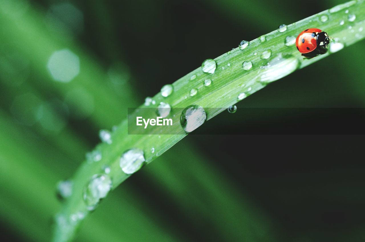 CLOSE-UP OF WATER DROPS ON GRASS