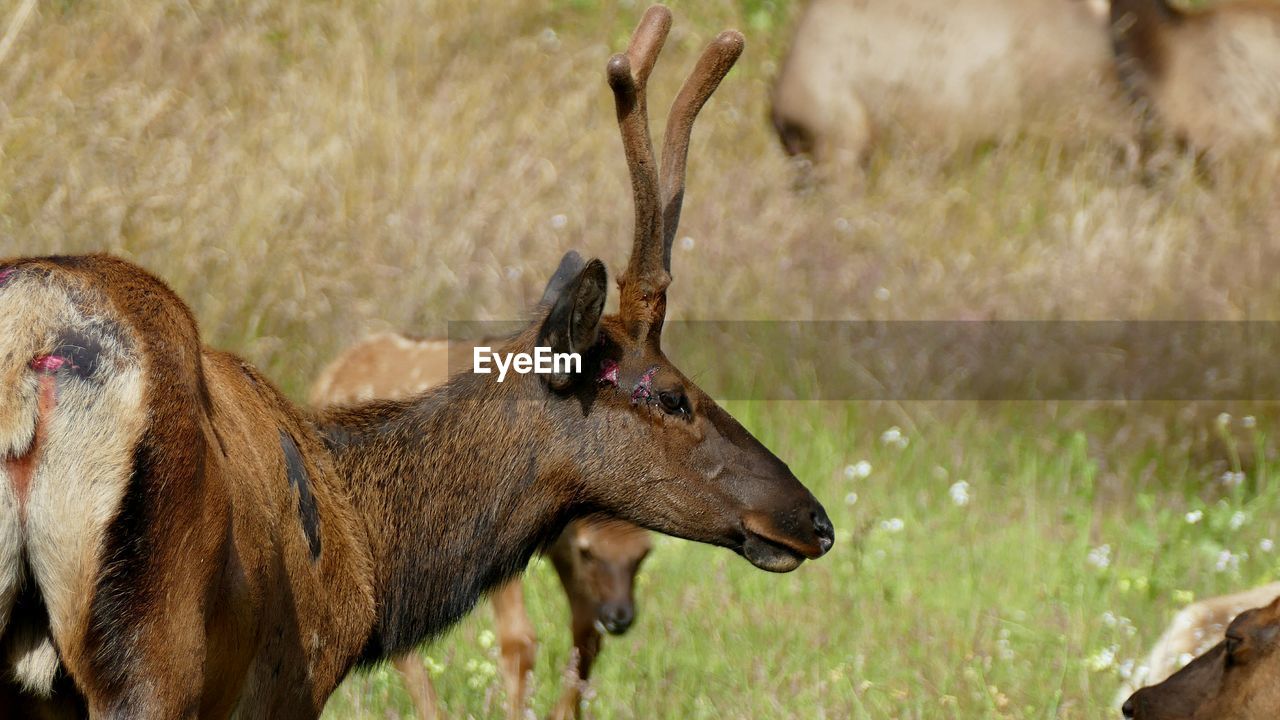 Injured elk on field