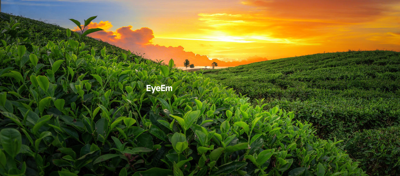 landscape, sky, environment, land, field, agriculture, crop, plant, sunset, rural scene, nature, cloud, scenics - nature, beauty in nature, farm, flower, green, growth, plantation, sun, tree, food, food and drink, orange color, sunlight, grass, tranquility, rural area, plant part, environmental conservation, outdoors, hill, leaf, social issues, no people, cereal plant, travel, tranquil scene, dramatic sky, architecture, tea crop, multi colored, summer, travel destinations, yellow, in a row, valley, non-urban scene, twilight