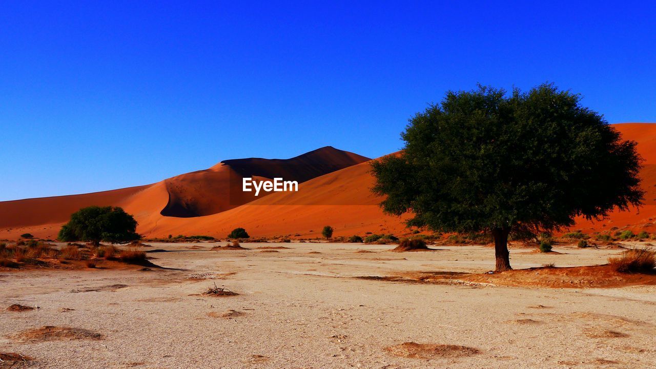 TREES ON SAND DUNES AGAINST CLEAR BLUE SKY