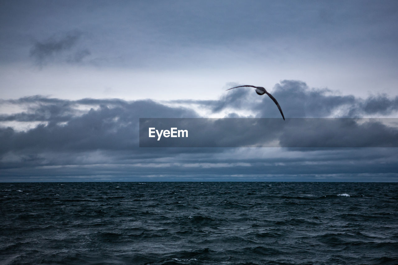 Bird flying over sea against sky