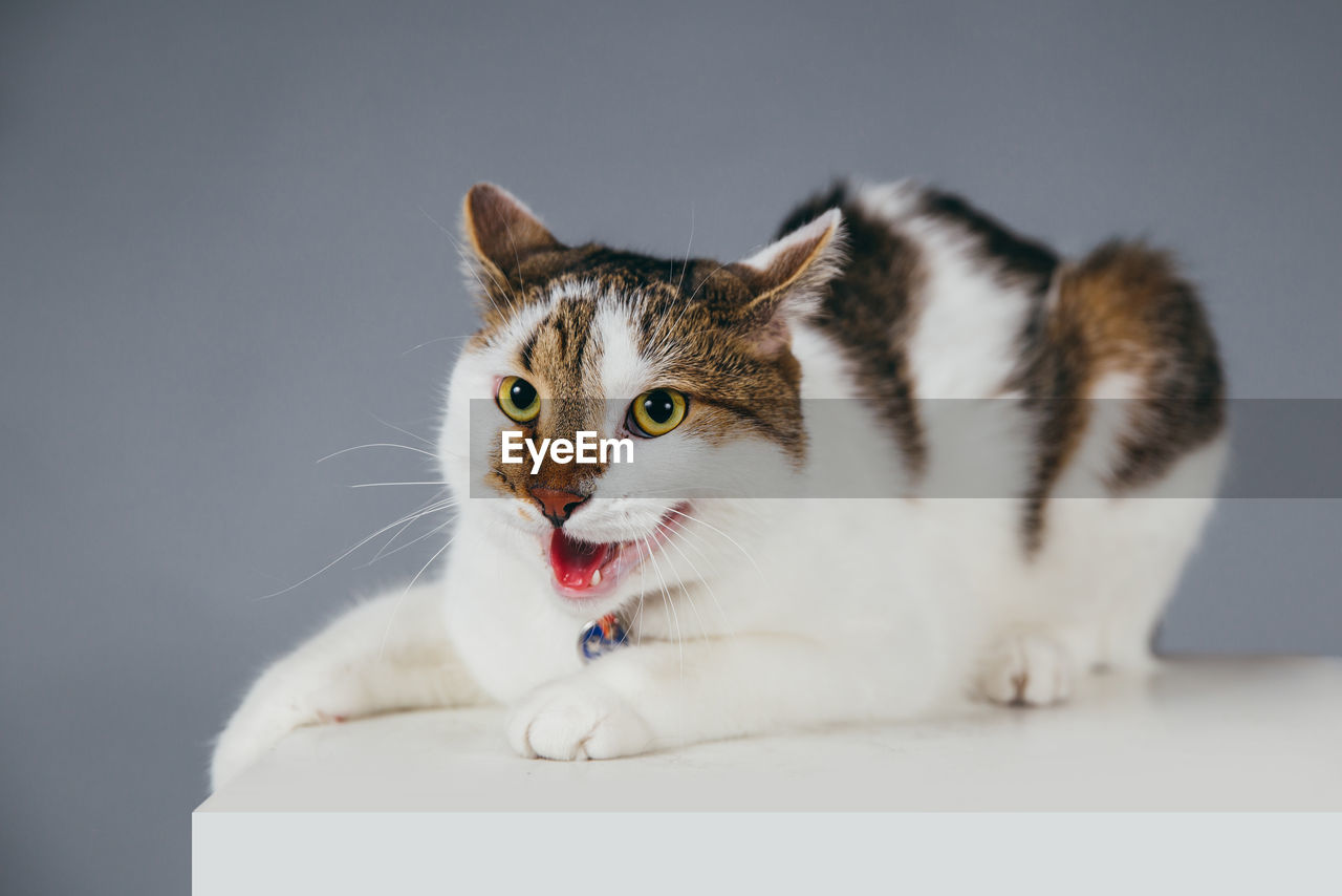 Close-up of cat on cube against gray background