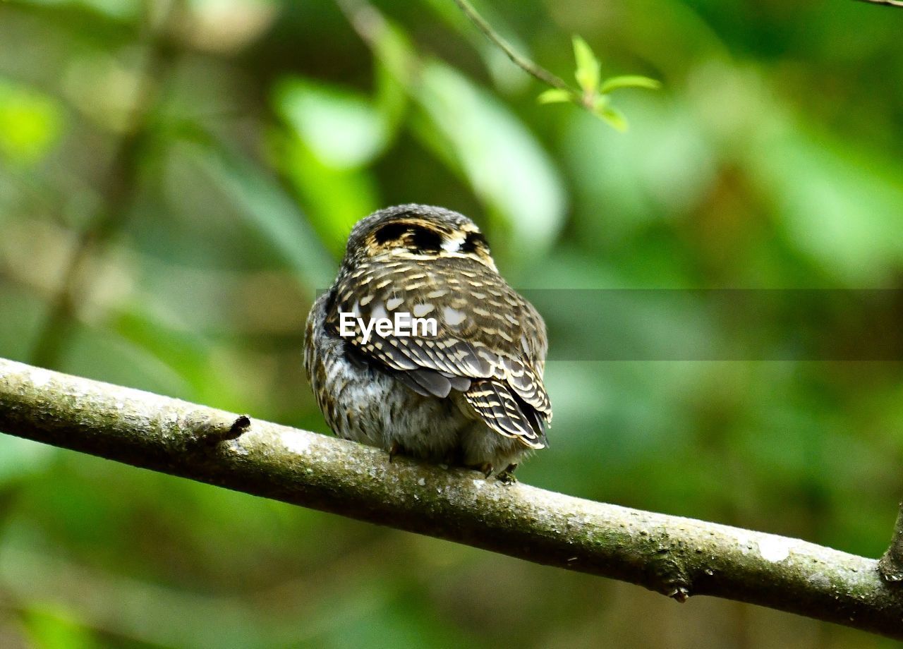 CLOSE-UP OF A BIRD PERCHING ON BRANCH