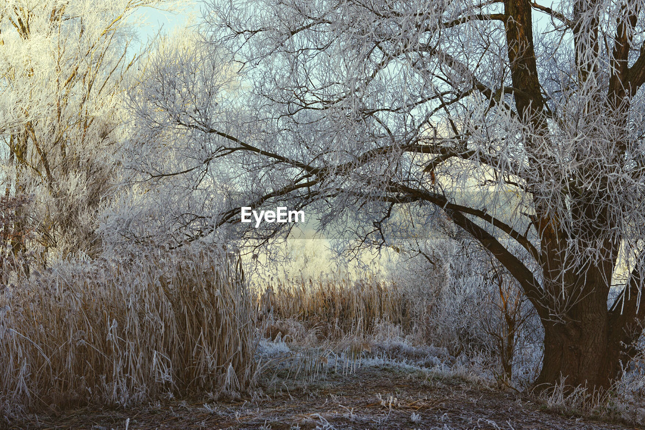 FULL FRAME SHOT OF BARE TREES