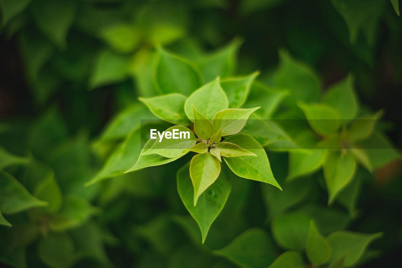 Close-up of leaves on plant