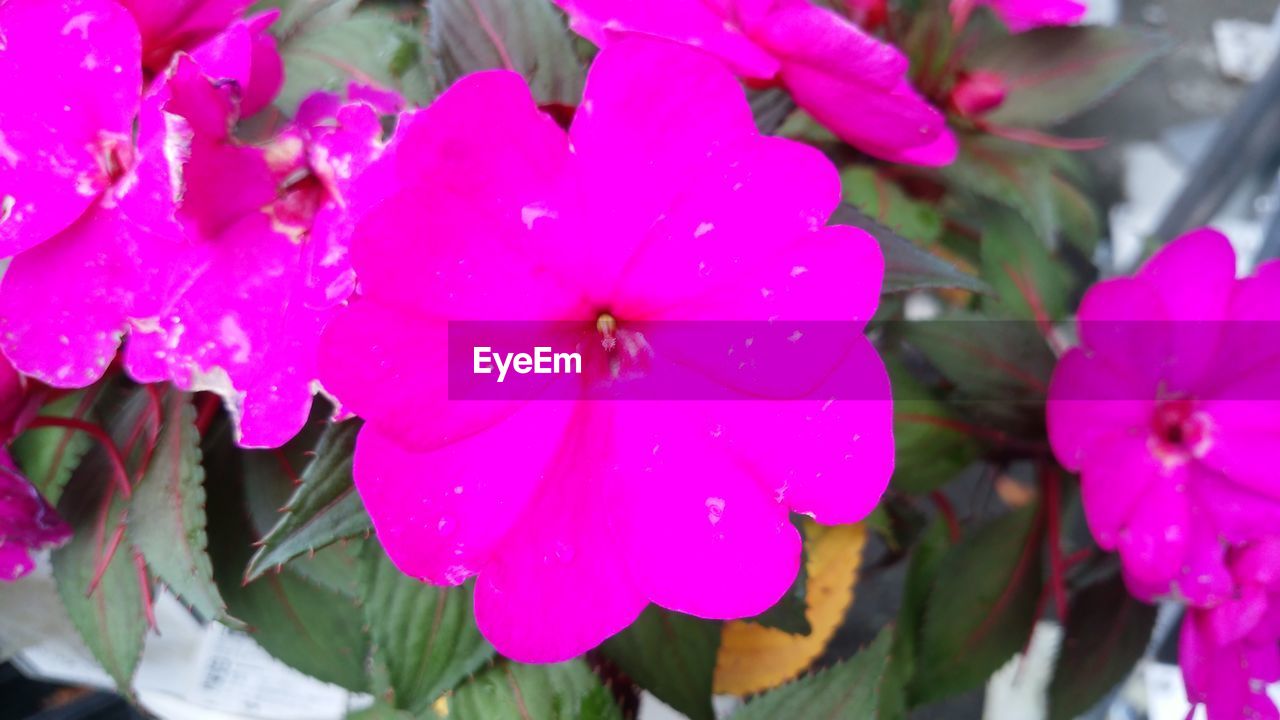 CLOSE-UP OF PINK WATER DROPS ON BLOOMING OUTDOORS