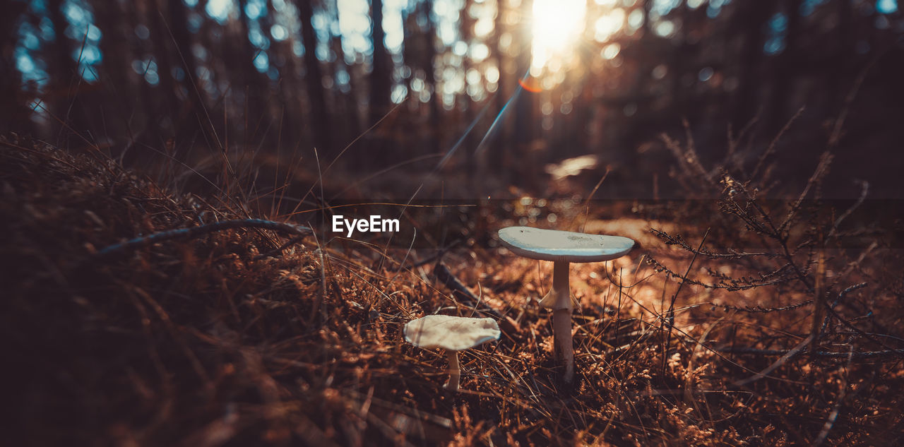 Close-up of mushroom growing in forest