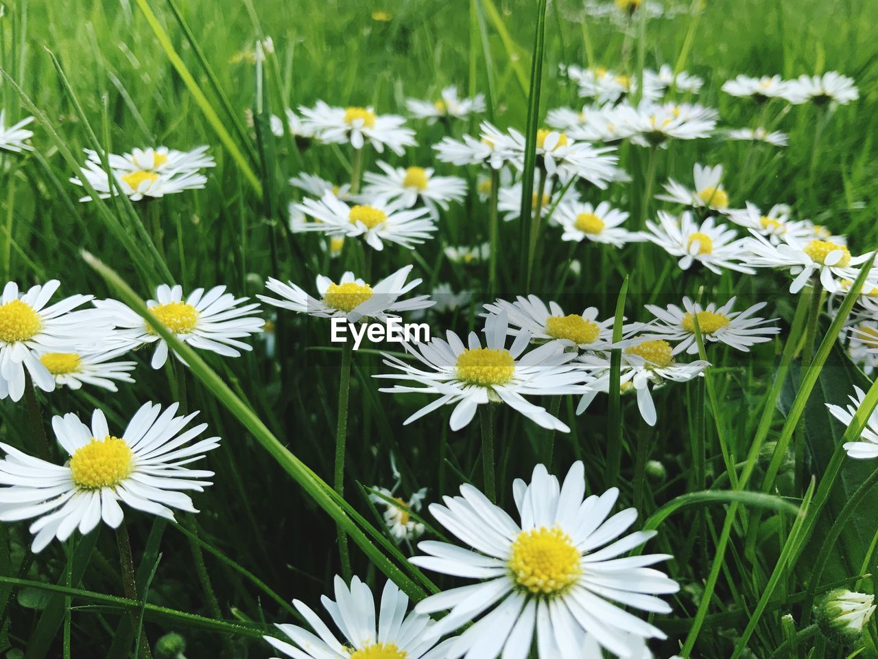 flower, flowering plant, plant, freshness, beauty in nature, fragility, petal, growth, meadow, grass, daisy, flower head, nature, white, inflorescence, close-up, field, no people, green, yellow, lawn, pollen, herb, botany, land, day, springtime, outdoors, focus on foreground, plain, wildflower, blossom