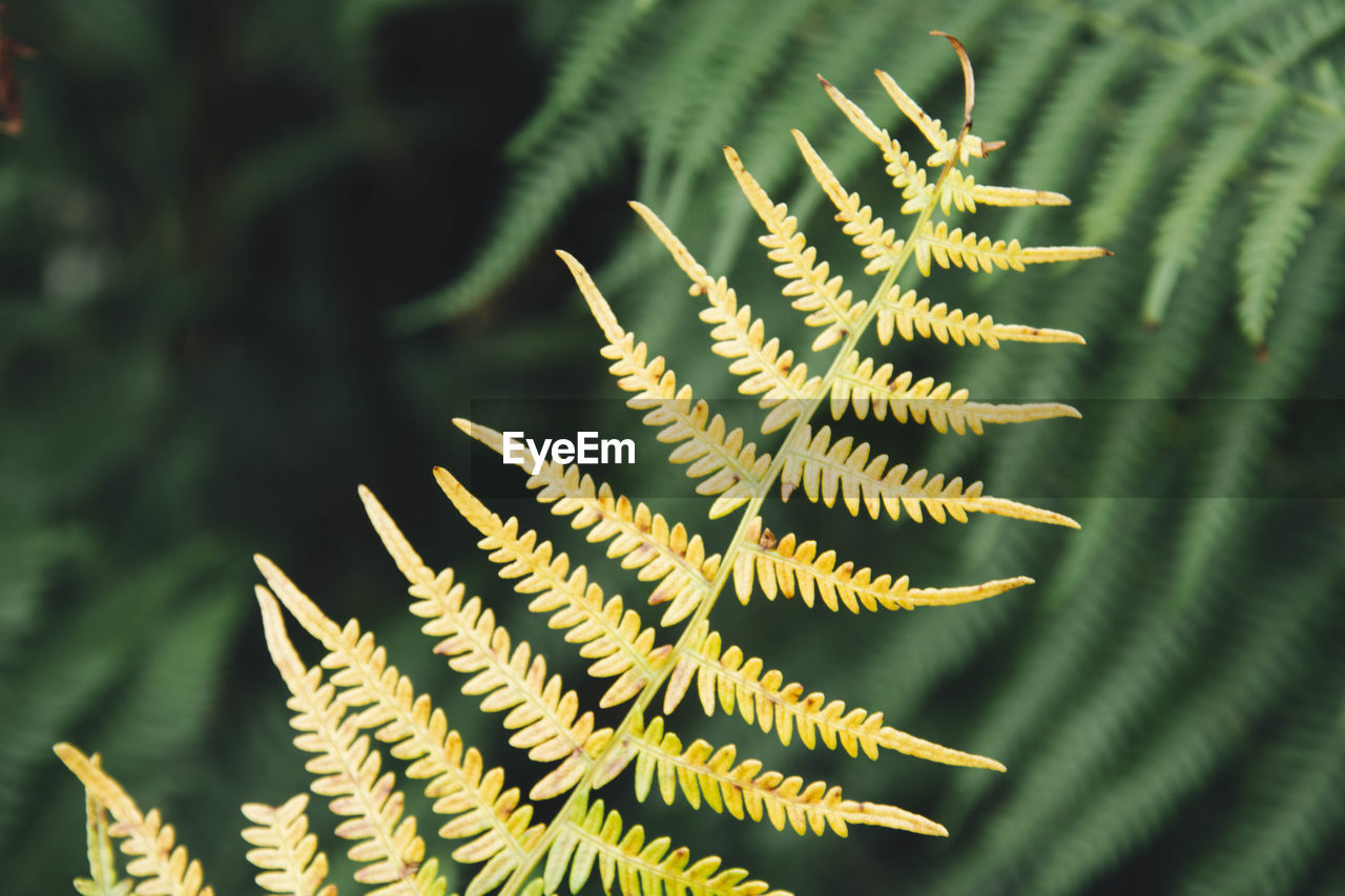 CLOSE-UP OF FRESH LEAF