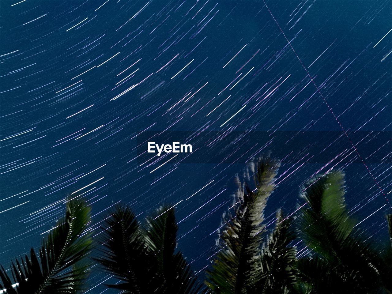 LOW ANGLE VIEW OF TREE AGAINST STAR FIELD AT NIGHT