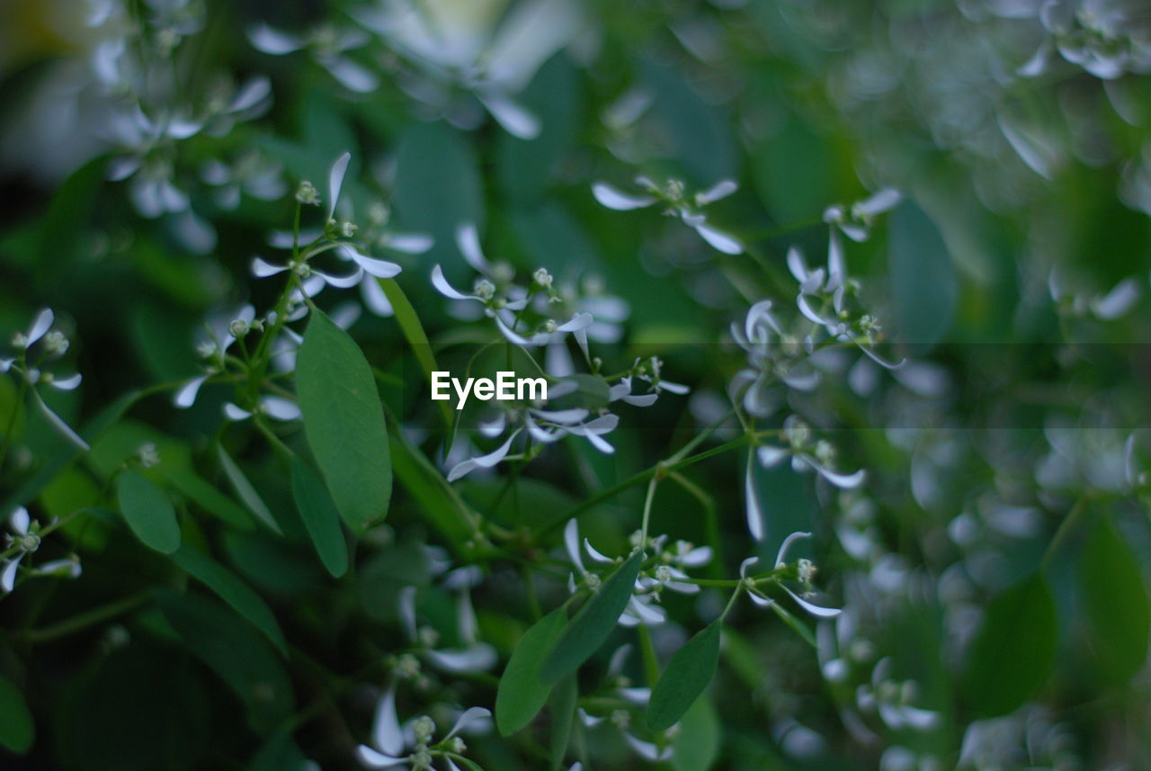 Close-up of green leaves