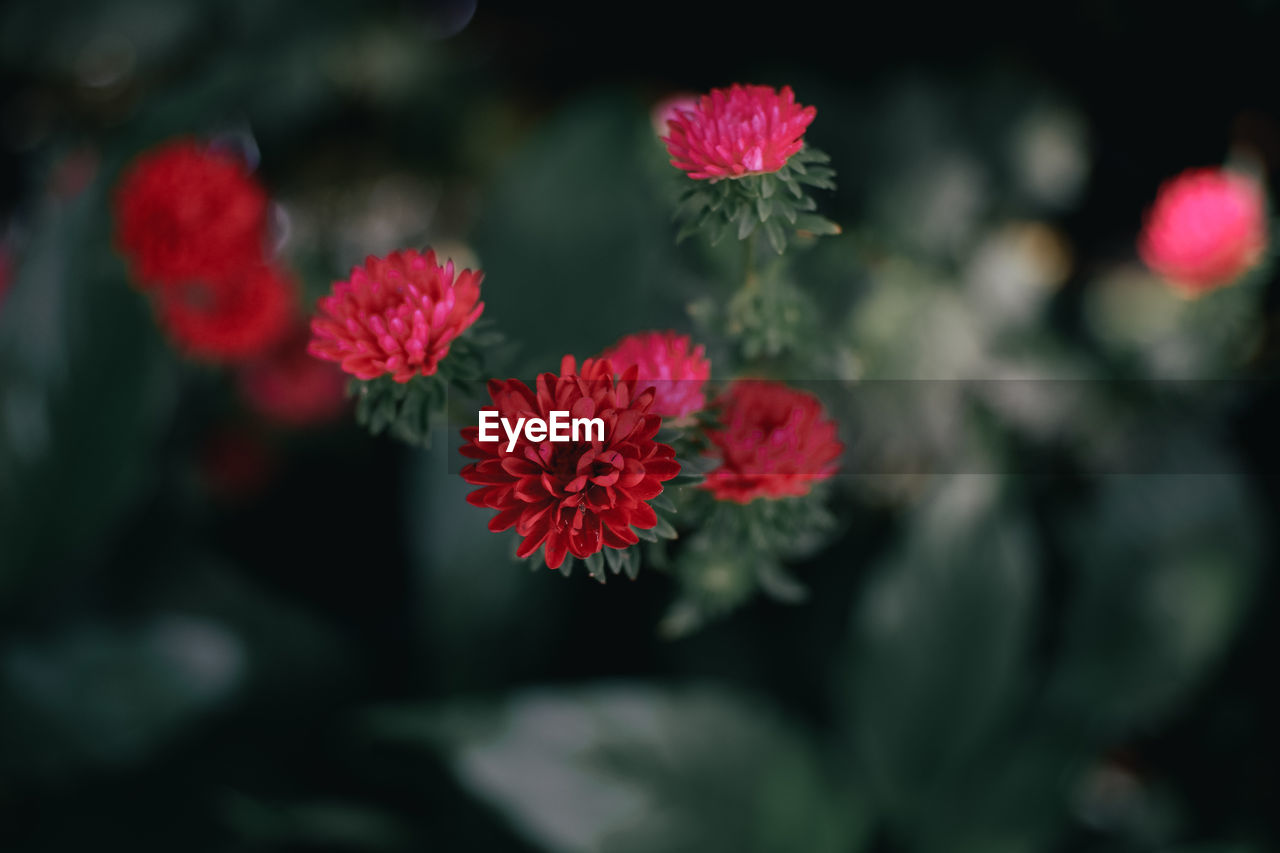 Close-up of red flowering plant