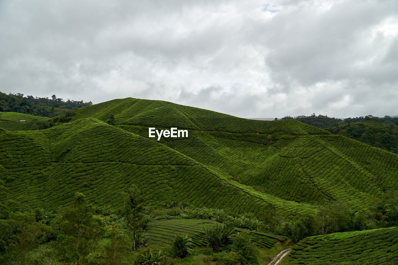 SCENIC VIEW OF AGRICULTURAL LANDSCAPE AGAINST SKY