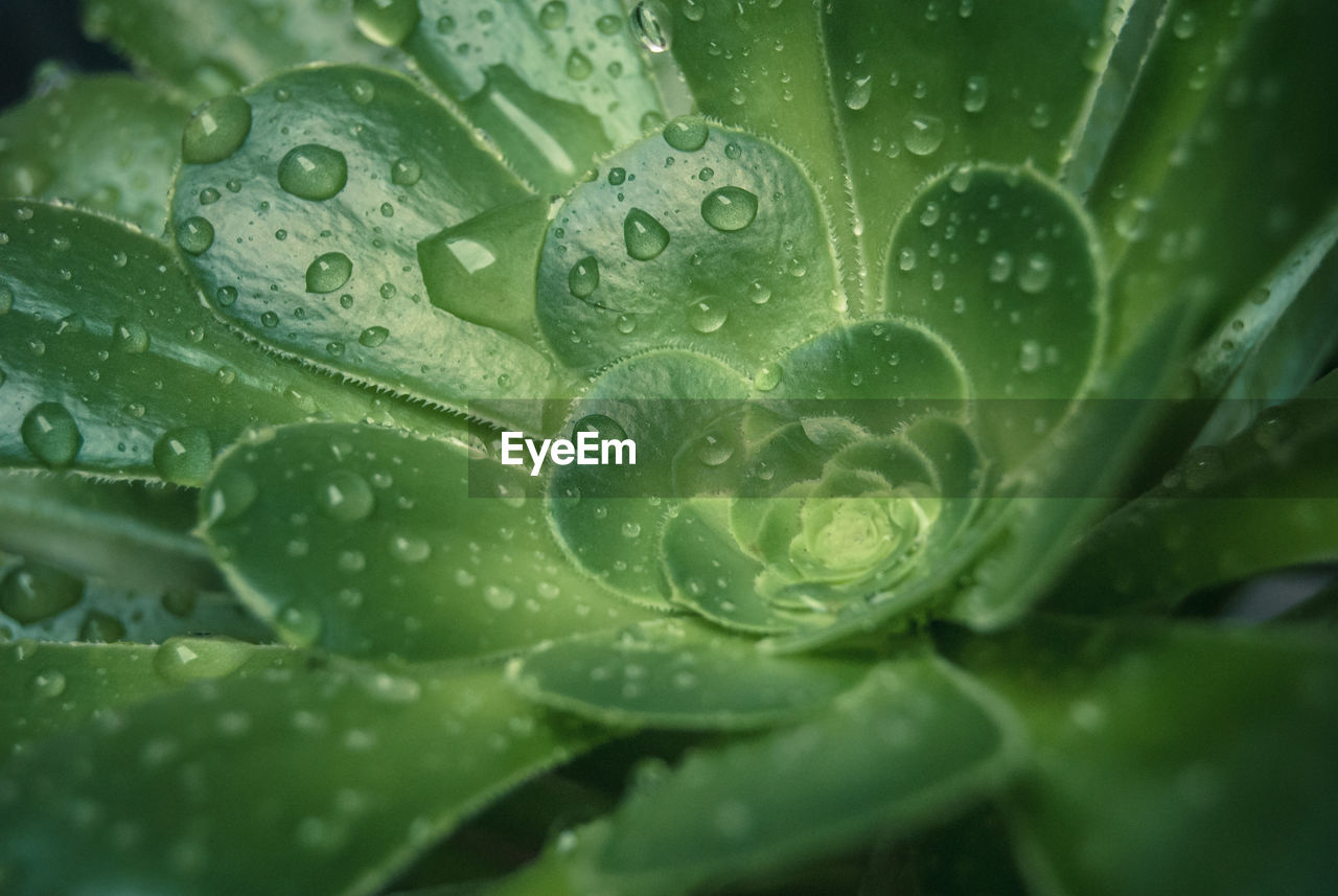 CLOSE-UP OF WATERDROPS ON LEAF