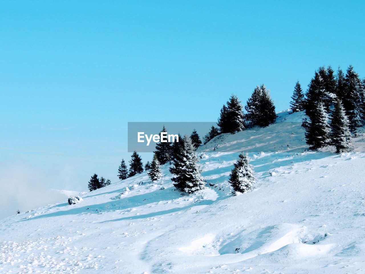 Pine trees on snowcapped mountains against clear sky