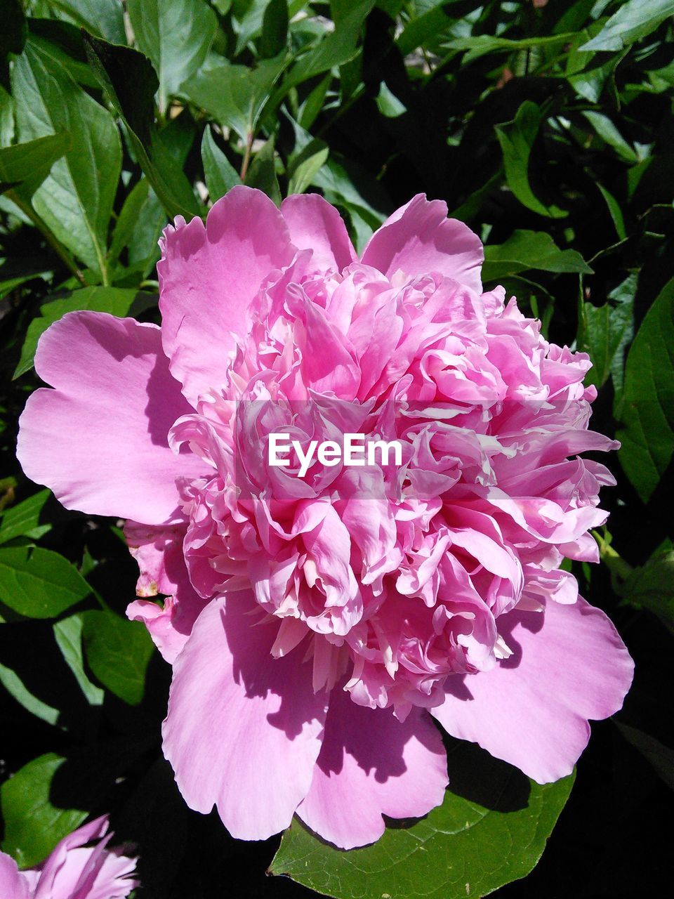 CLOSE-UP OF PINK FLOWERS BLOOMING