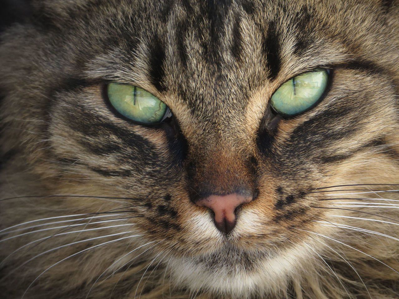 PORTRAIT OF CAT OUTDOORS