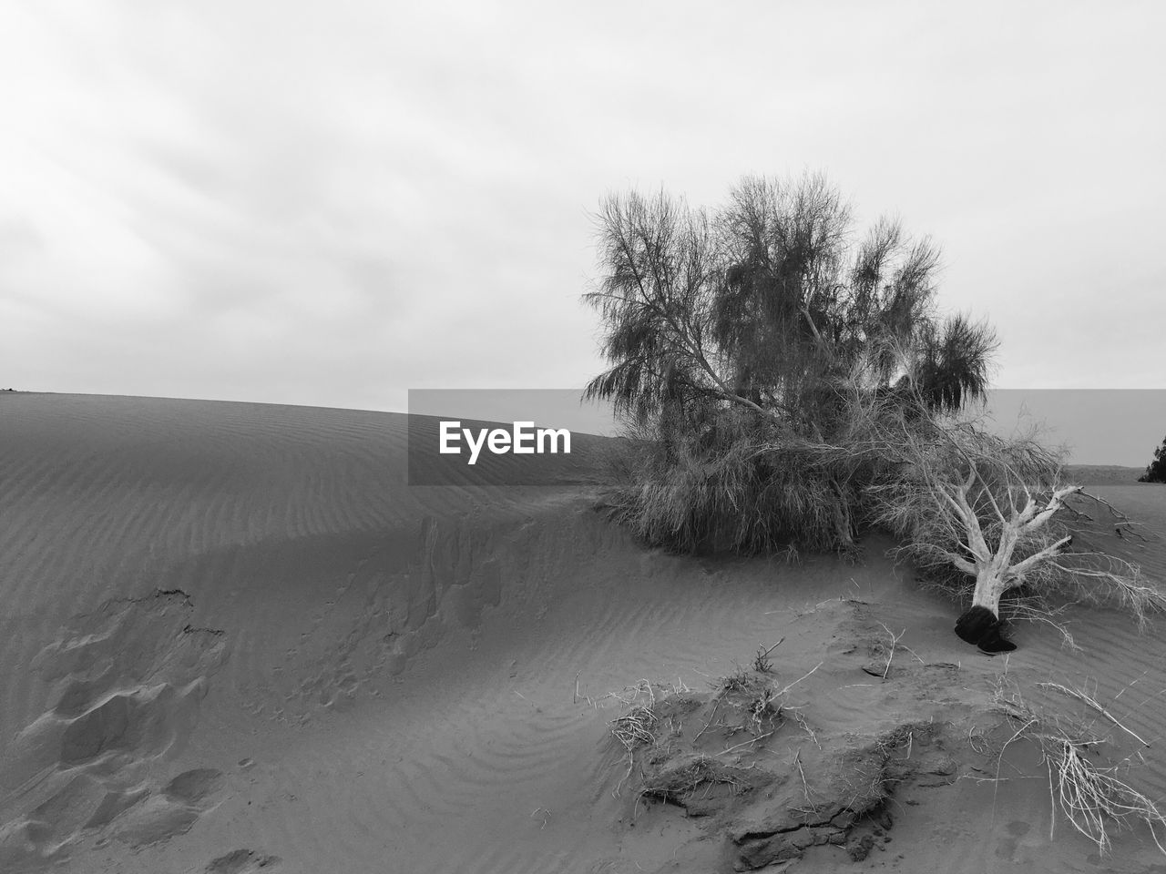 Close-up of tree on beach against sky