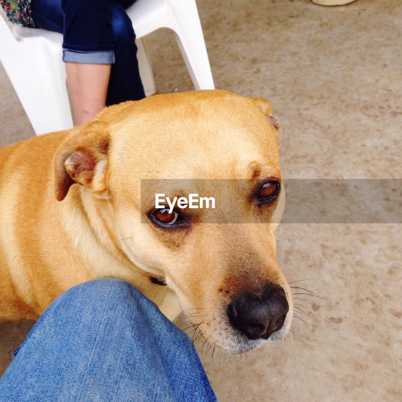 Midsection of person with dog on floor