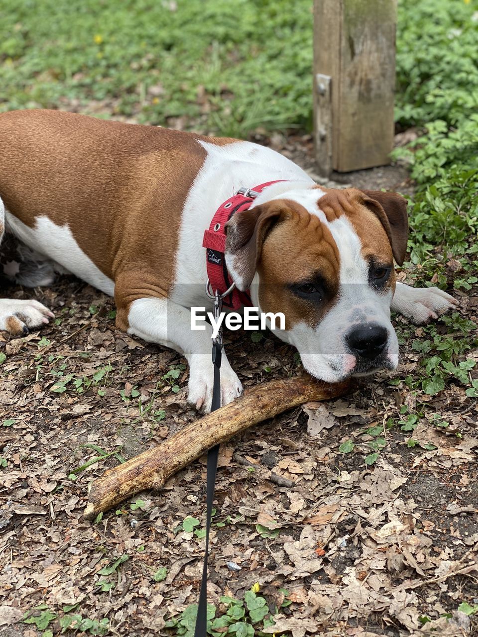 Dog lying down on land