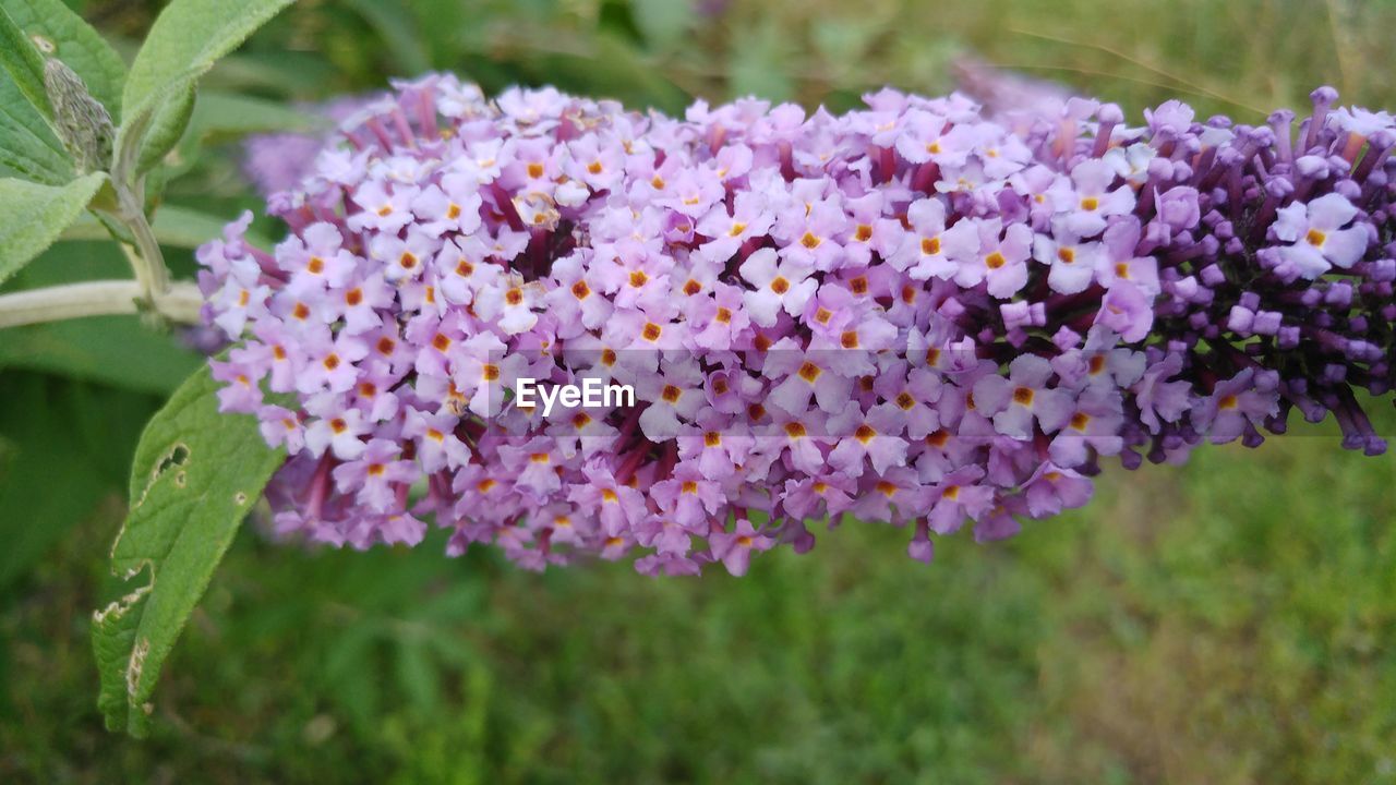 Close-up of purple flowering plants