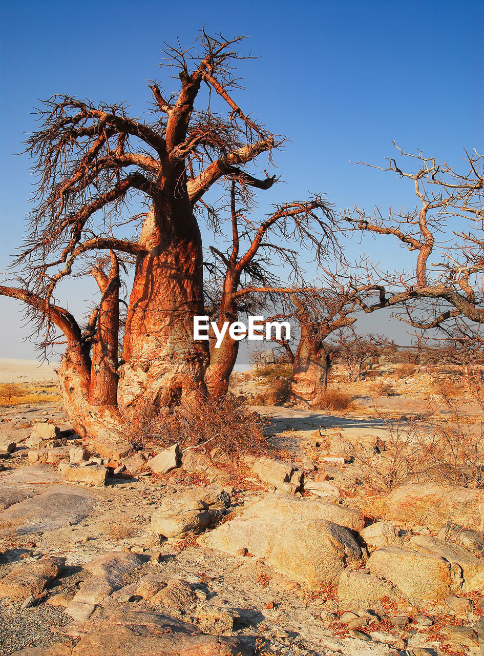 Baobab tree in the savannah of etosha national park