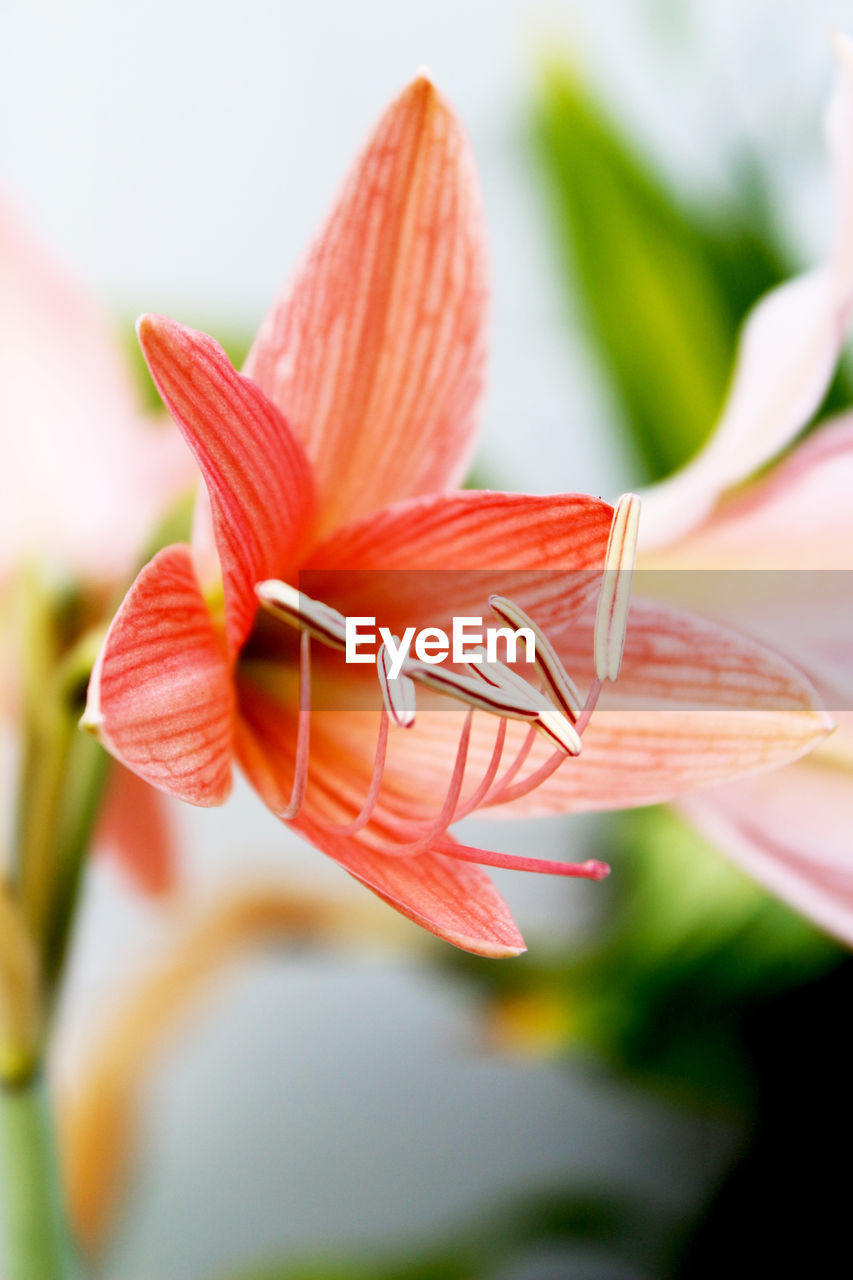 Close-up of orange lily