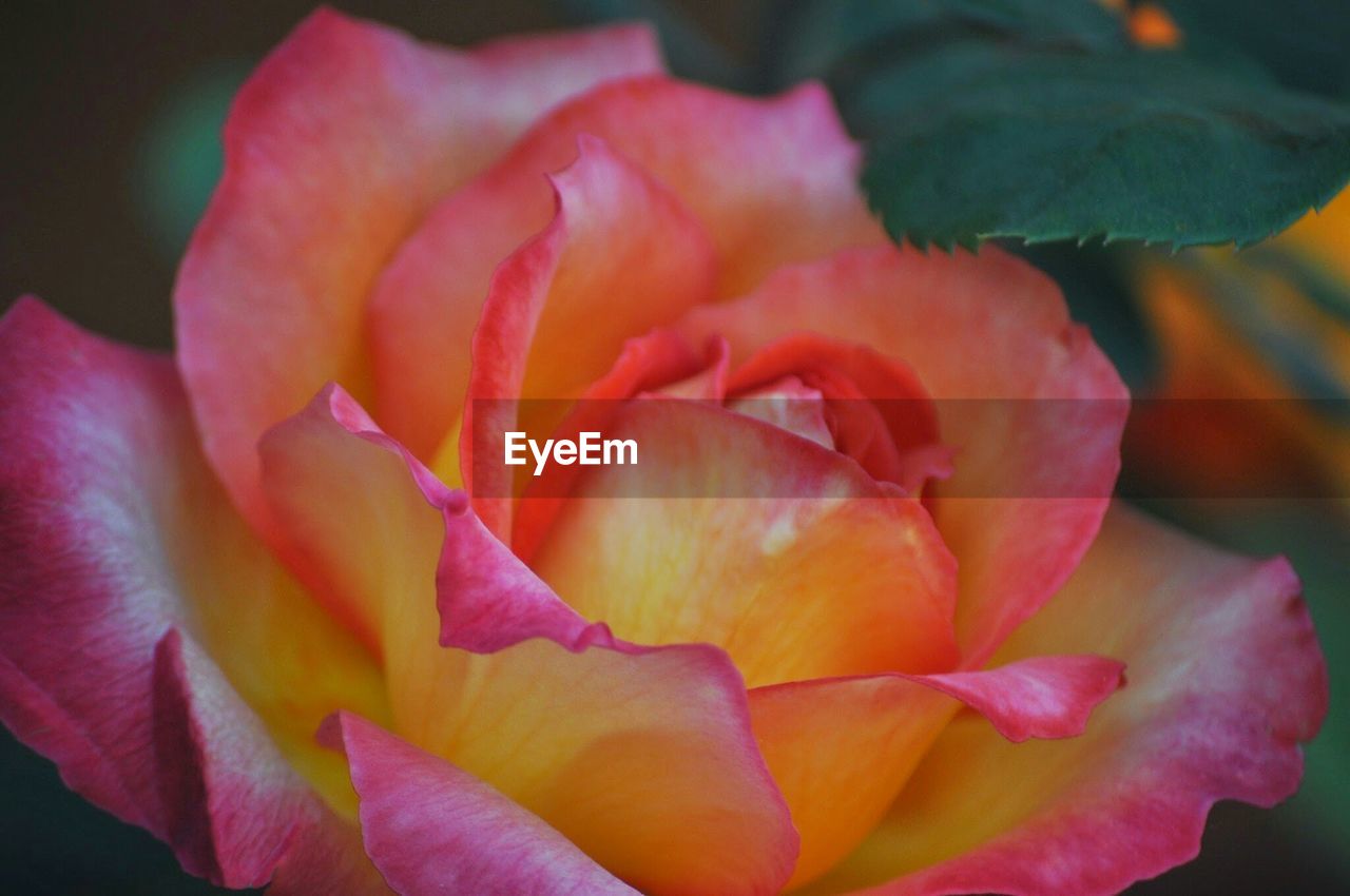 Close-up of rose blooming in garden