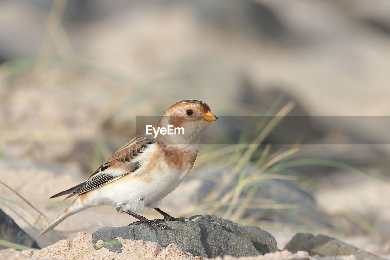 CLOSE-UP OF BIRD