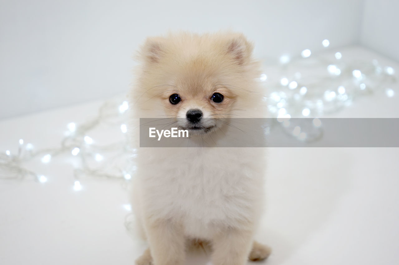 Close-up portrait of a dog