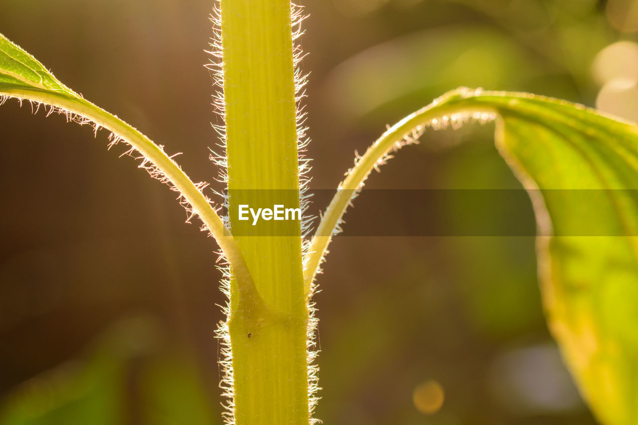 plant, yellow, green, close-up, growth, nature, macro photography, leaf, flower, plant part, beauty in nature, no people, sunlight, plant stem, agriculture, grass, food, outdoors, crop, branch, food and drink, focus on foreground, freshness, land, environment, cereal plant, summer, selective focus, field, tropical climate, day, landscape