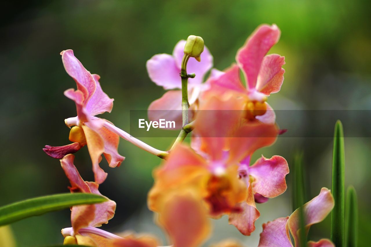 CLOSE-UP OF PINK FLOWERS