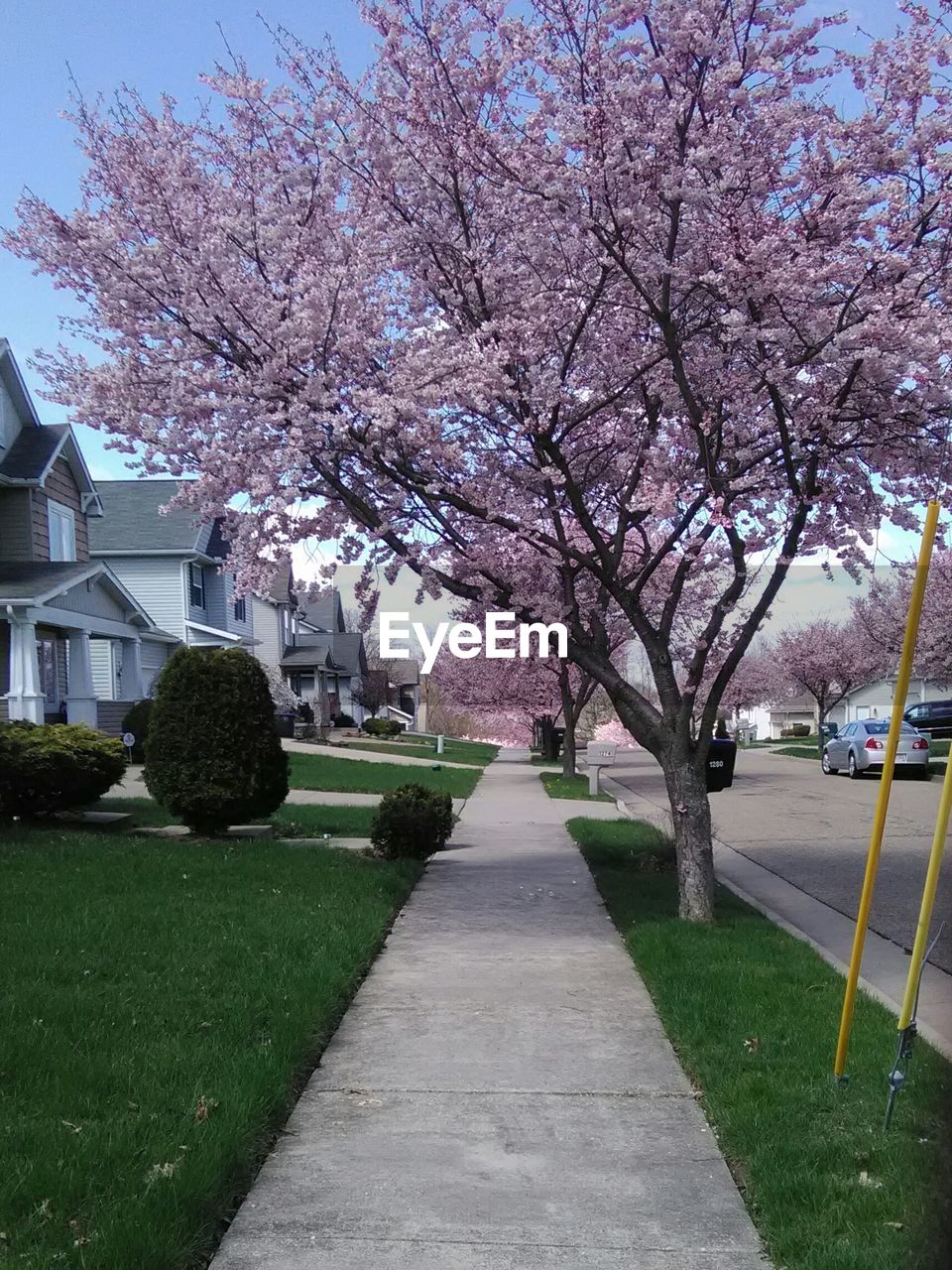 VIEW OF CHERRY BLOSSOM TREE BY FOOTPATH