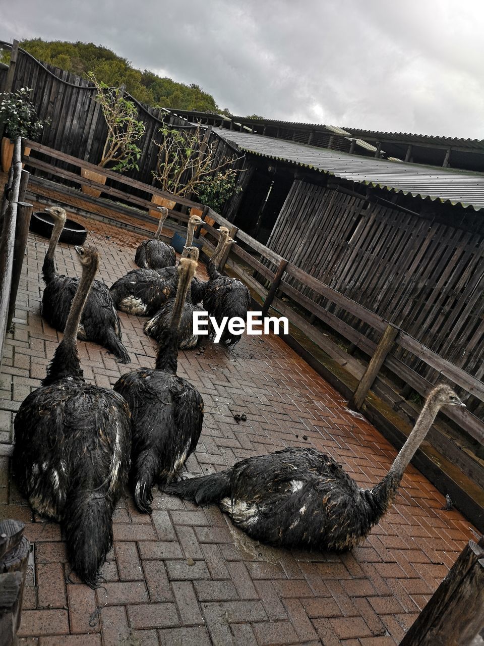 HIGH ANGLE VIEW OF BIRDS