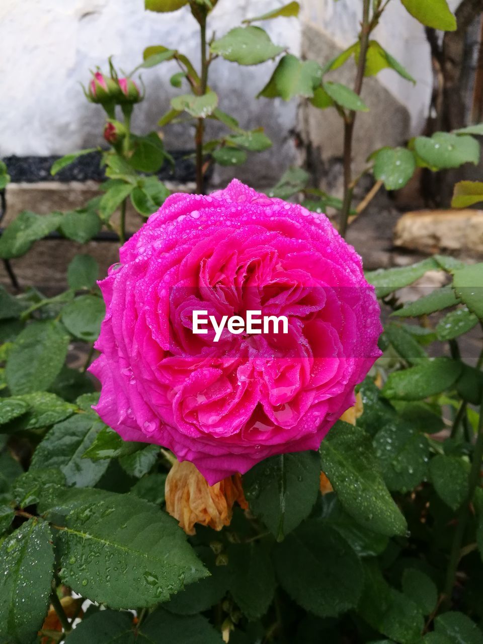 CLOSE-UP OF WET PINK ROSE