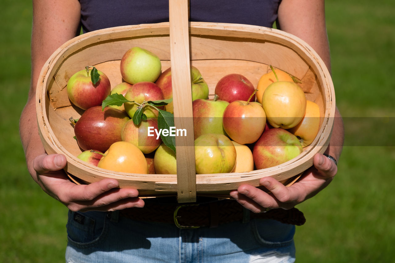 Midsection of woman holding apples in basket