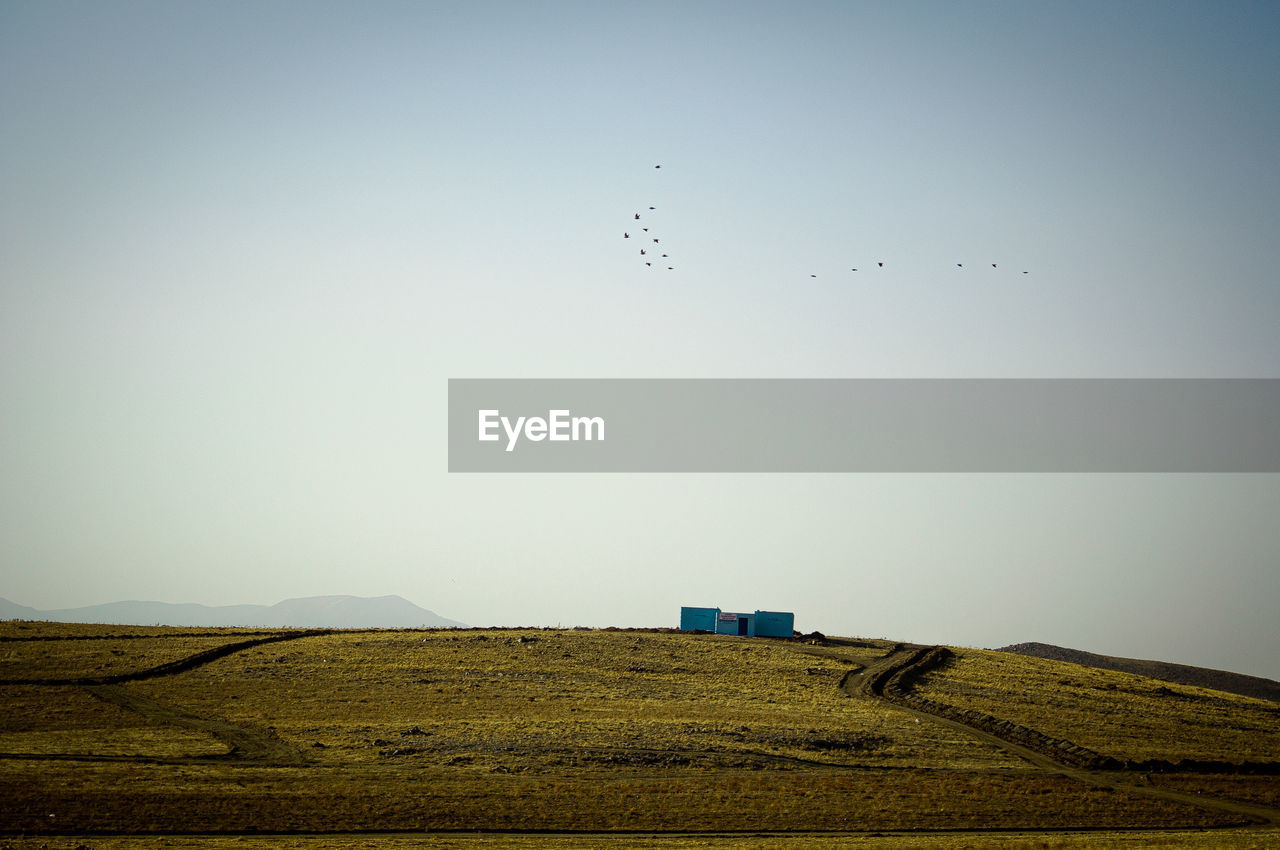 BIRDS FLYING OVER FIELD AGAINST SKY