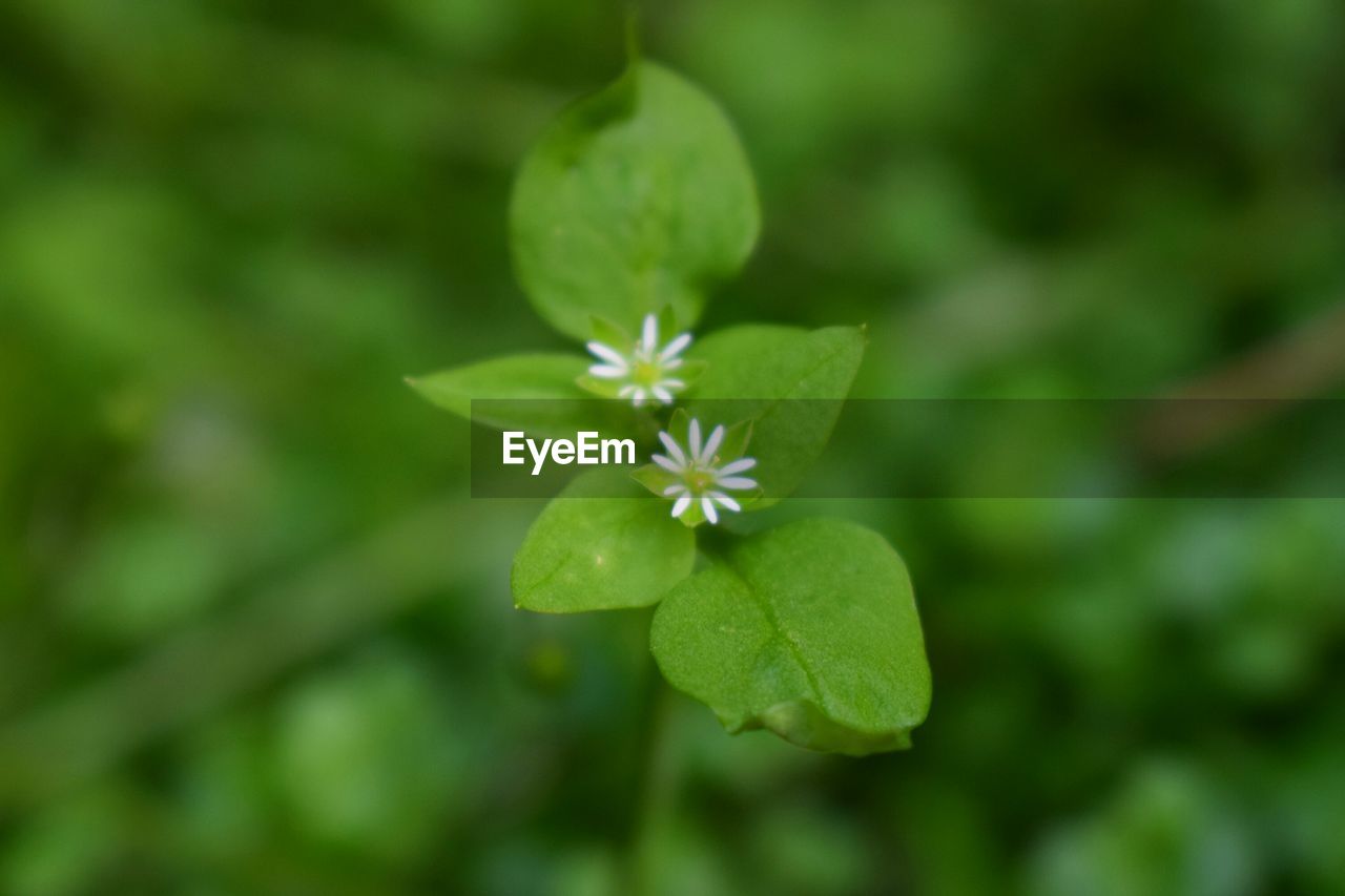 CLOSE-UP OF WHITE FLOWERS