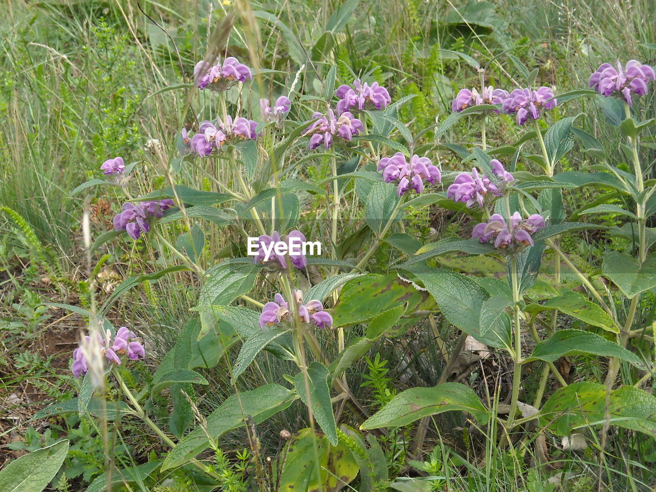PURPLE FLOWERS IN FIELD
