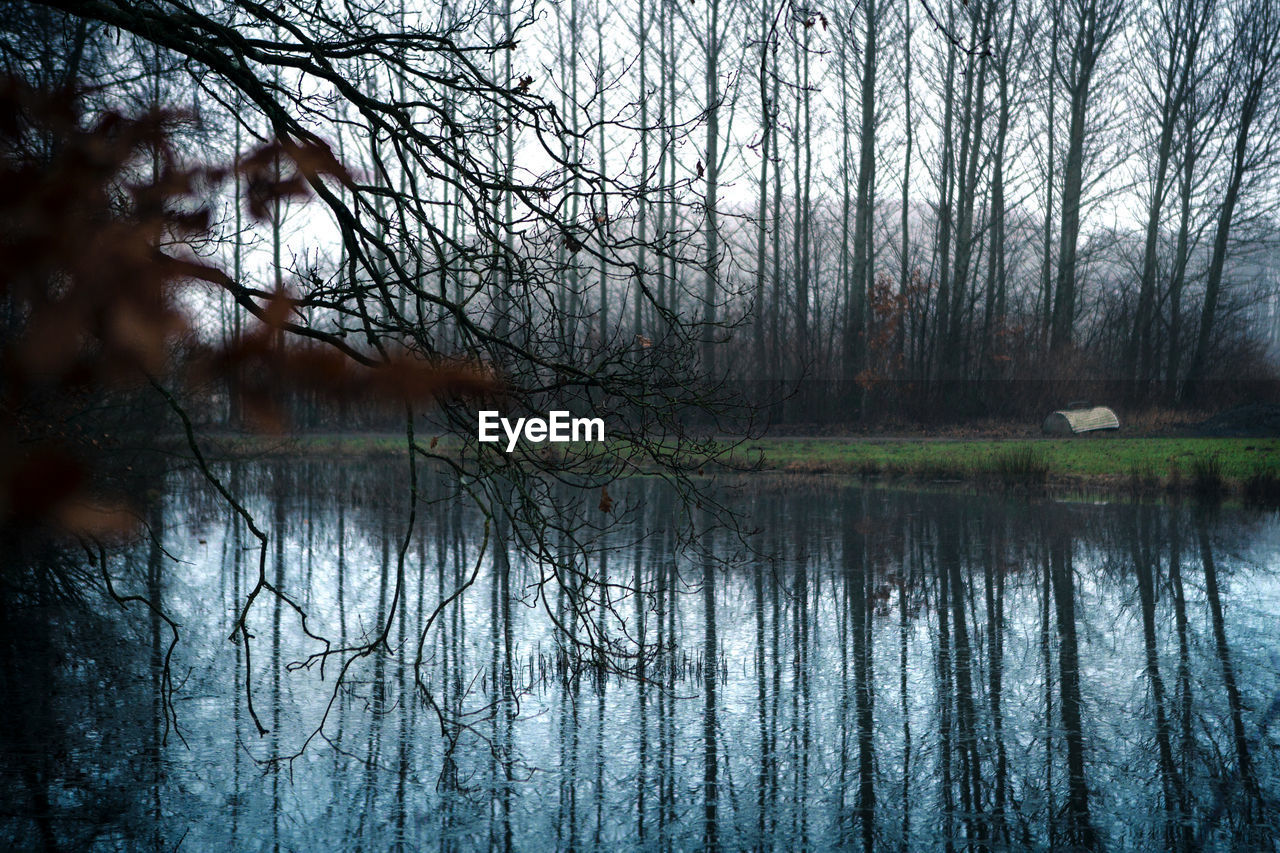 REFLECTION OF TREES IN LAKE