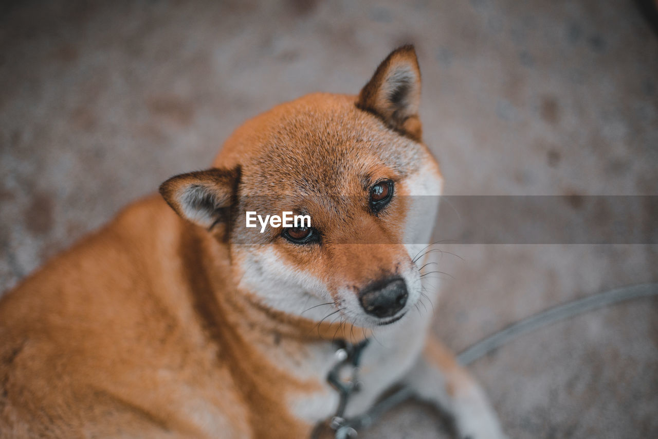 Close-up portrait of a dog