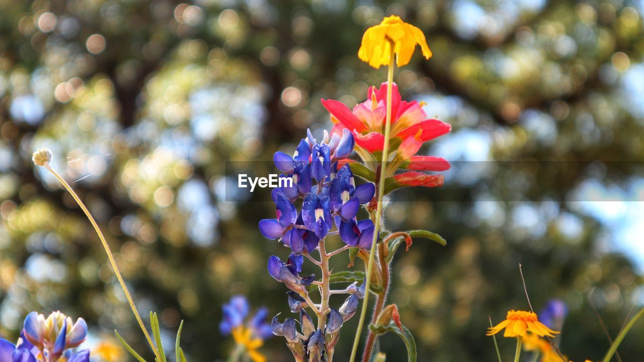 CLOSE-UP OF FLOWERING PLANTS