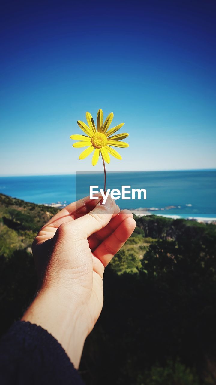 CLOSE-UP OF HAND HOLDING YELLOW FLOWER AGAINST SEA