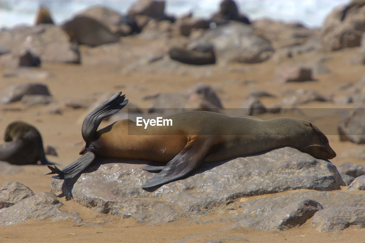 Seals resting on rock at shore