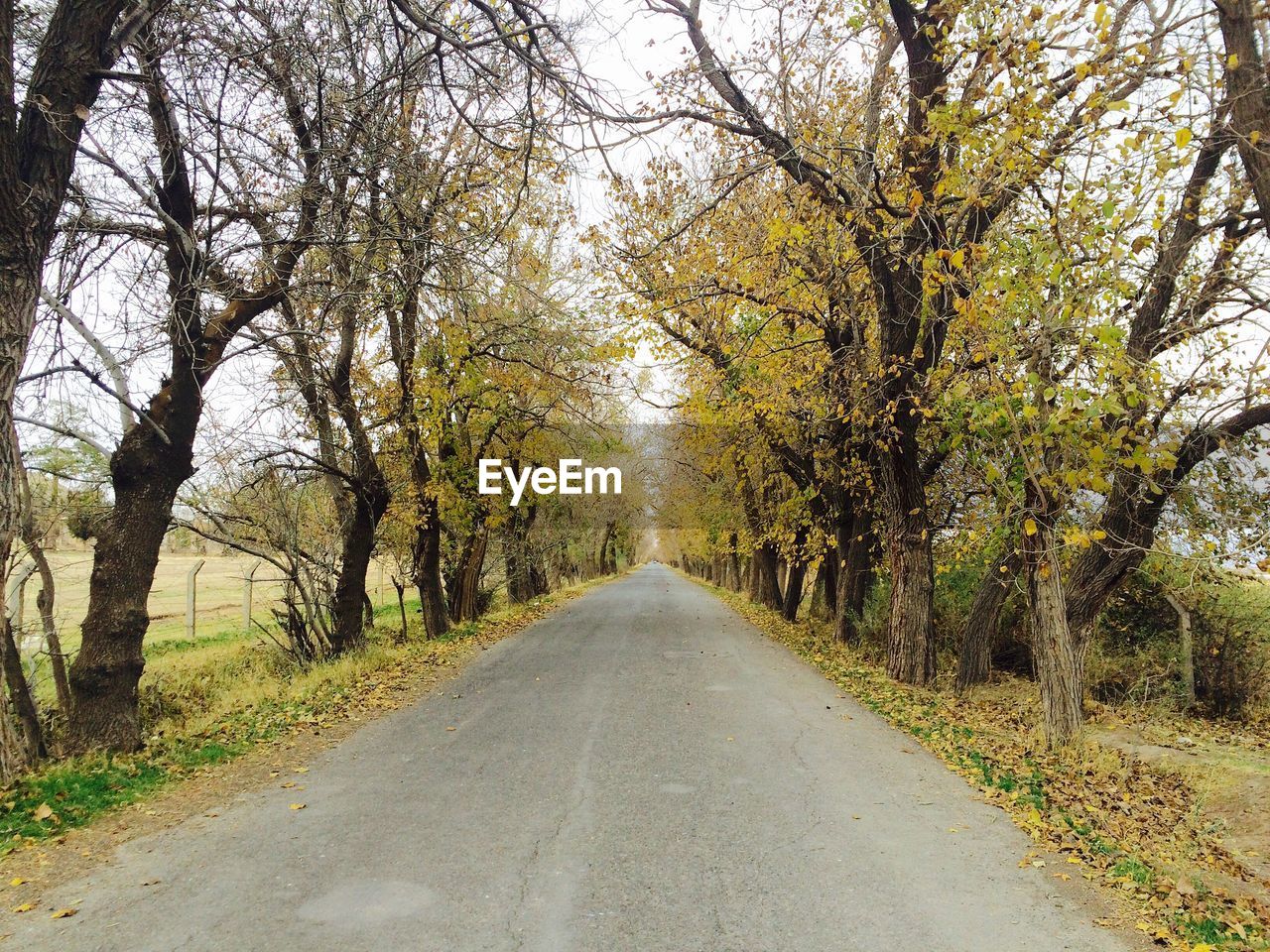 Road amidst trees