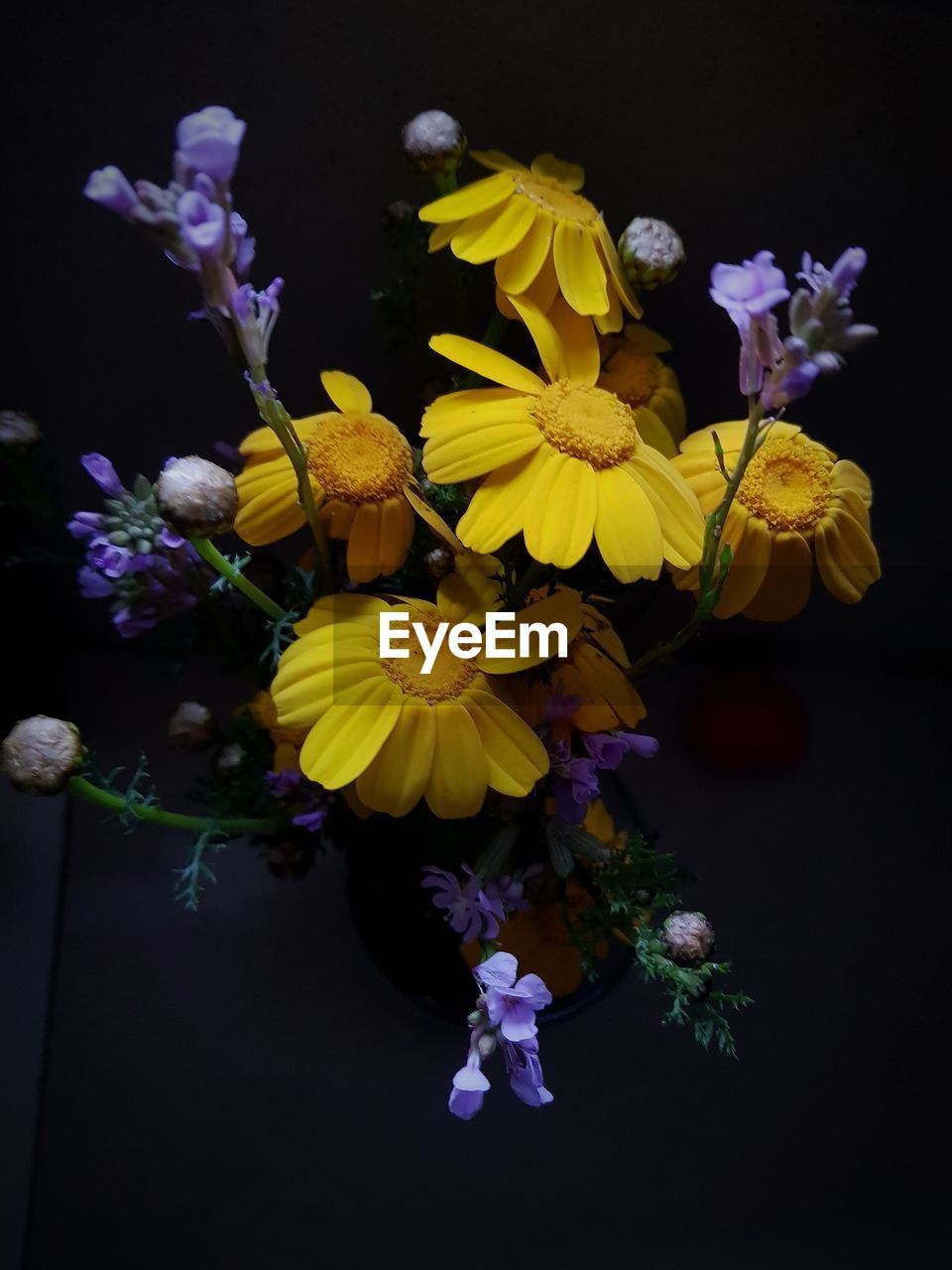 CLOSE-UP OF FRESH YELLOW FLOWERS BLOOMING IN BLACK