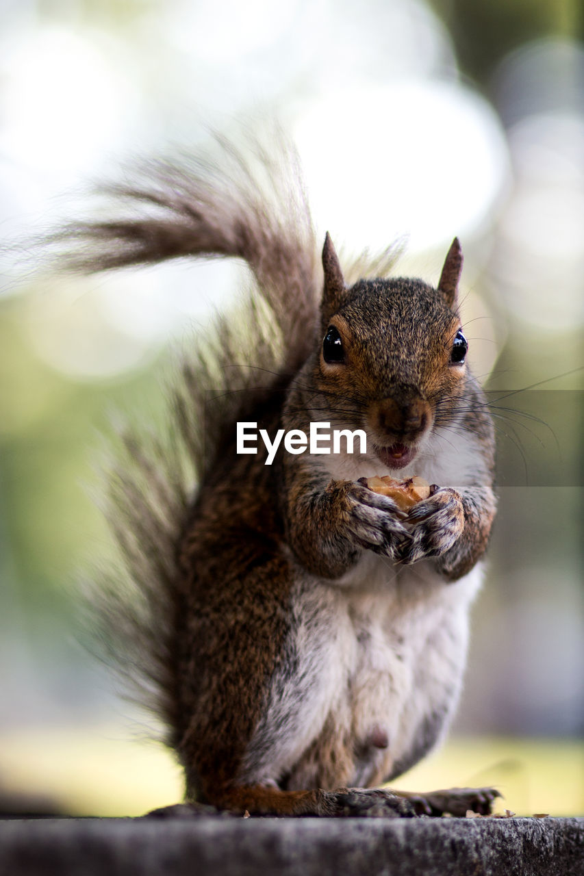 Close-up of squirrel eating